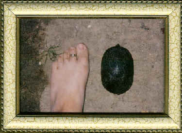 Framed Picture of Kristie's foot providing scale for a rescued turtle.