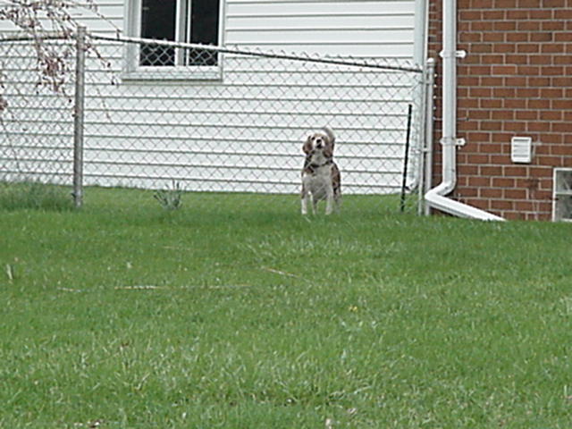 This dog had absolutely nothing to do with our decision to purchase this particular house. Honest. No, really.